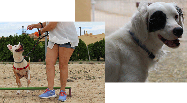 Adiestramiento canino en Guardería Canina El Pinar en Murcia