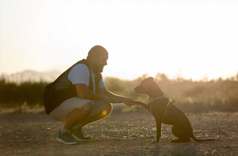 perros-con-problemas-de-conducta